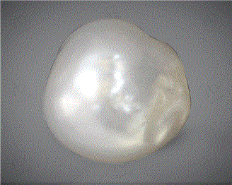  Pearl J Keshi 8.65CTS-31047